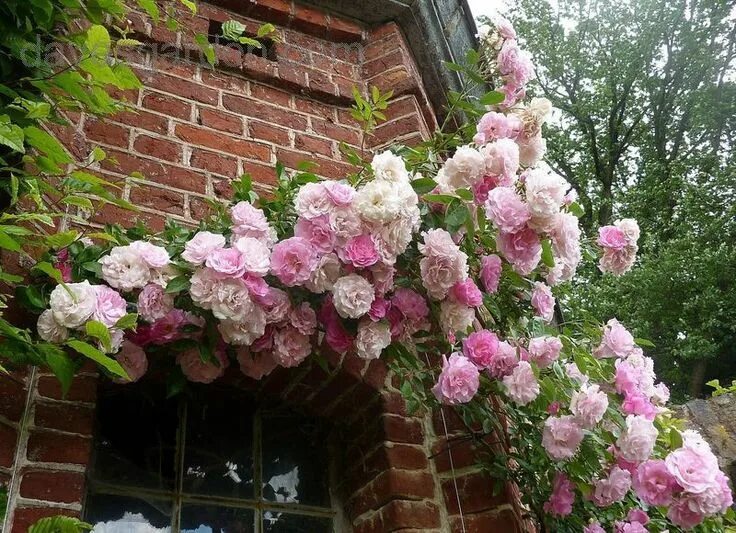 Плетистые розы розовые фото описание Tausendschon rose Rose, Flower prints, Rose garden