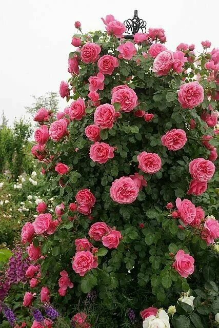 Плетистые розы розовые фото описание Flowers ❤"お し ゃ れ ま と め の 人 気 ア イ デ ア ｜ Pinterest ｜ Julmilli つ る バ ラ, バ ラ, 鉢 植
