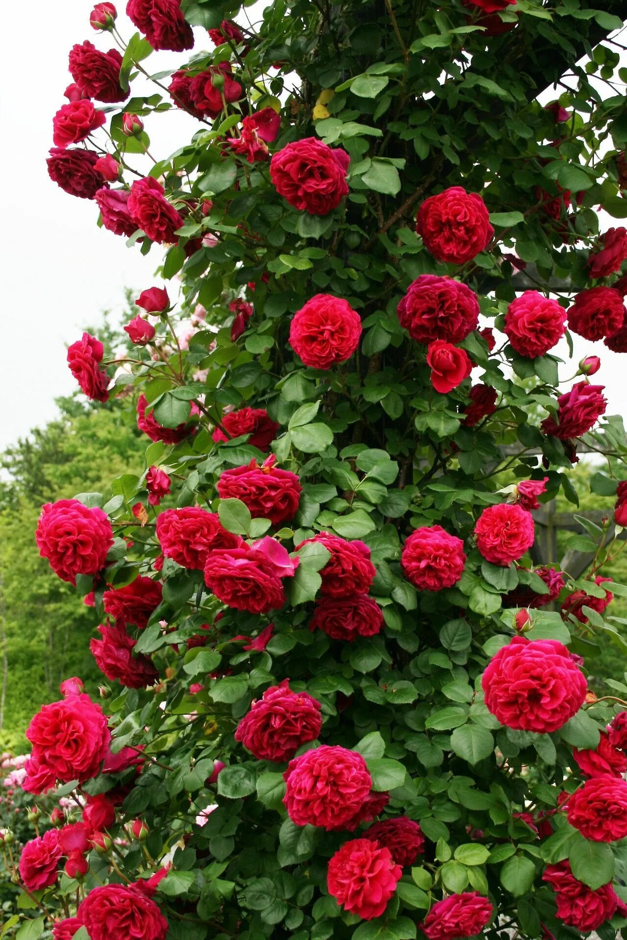 Плетистые розы сорта с фото Pin by Luke on Flower Rose flower pictures, Beautiful flowers pictures, Climbing