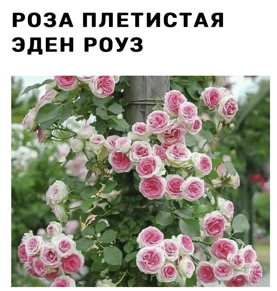 Плетистые розы сорта с фото Роза - купить по выгодным ценам в интернет-магазине OZON (838222654)