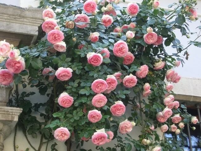 Плетистые розы сорта с фото Роза Эден Роуз Eden Rose. Купить Саженцы в СПБ. Отправка по РФ почтой и ТК