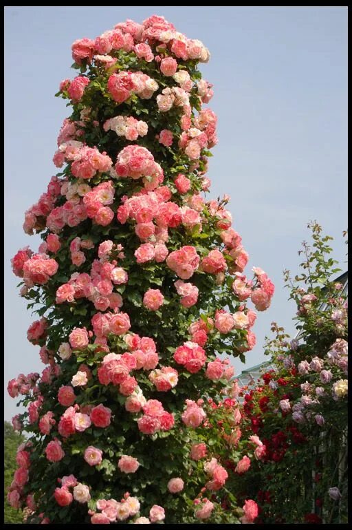 Плетистые розы сорта с фото Сорта плетистых роз Beautiful flowers, Beautiful flowers garden, Rose garden des
