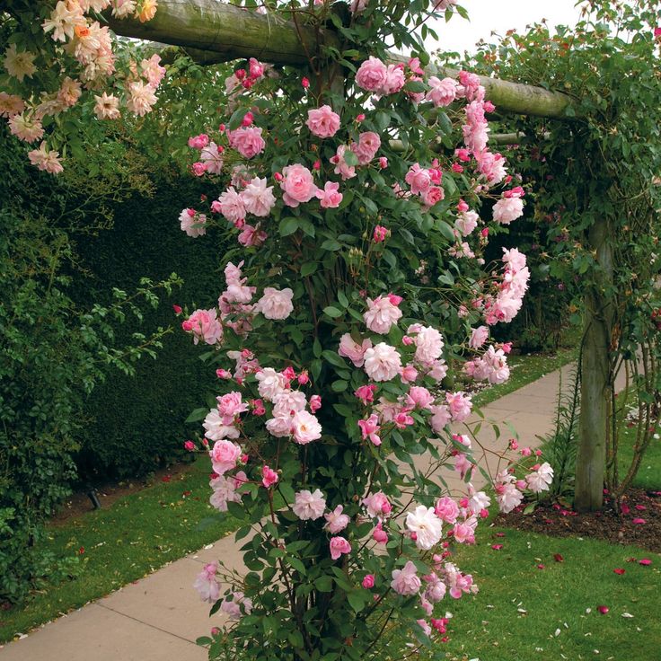 Плетистые розы сорта с фото Mortimer Sackler English Climbing Rose David Austin Roses Climbing roses, David 