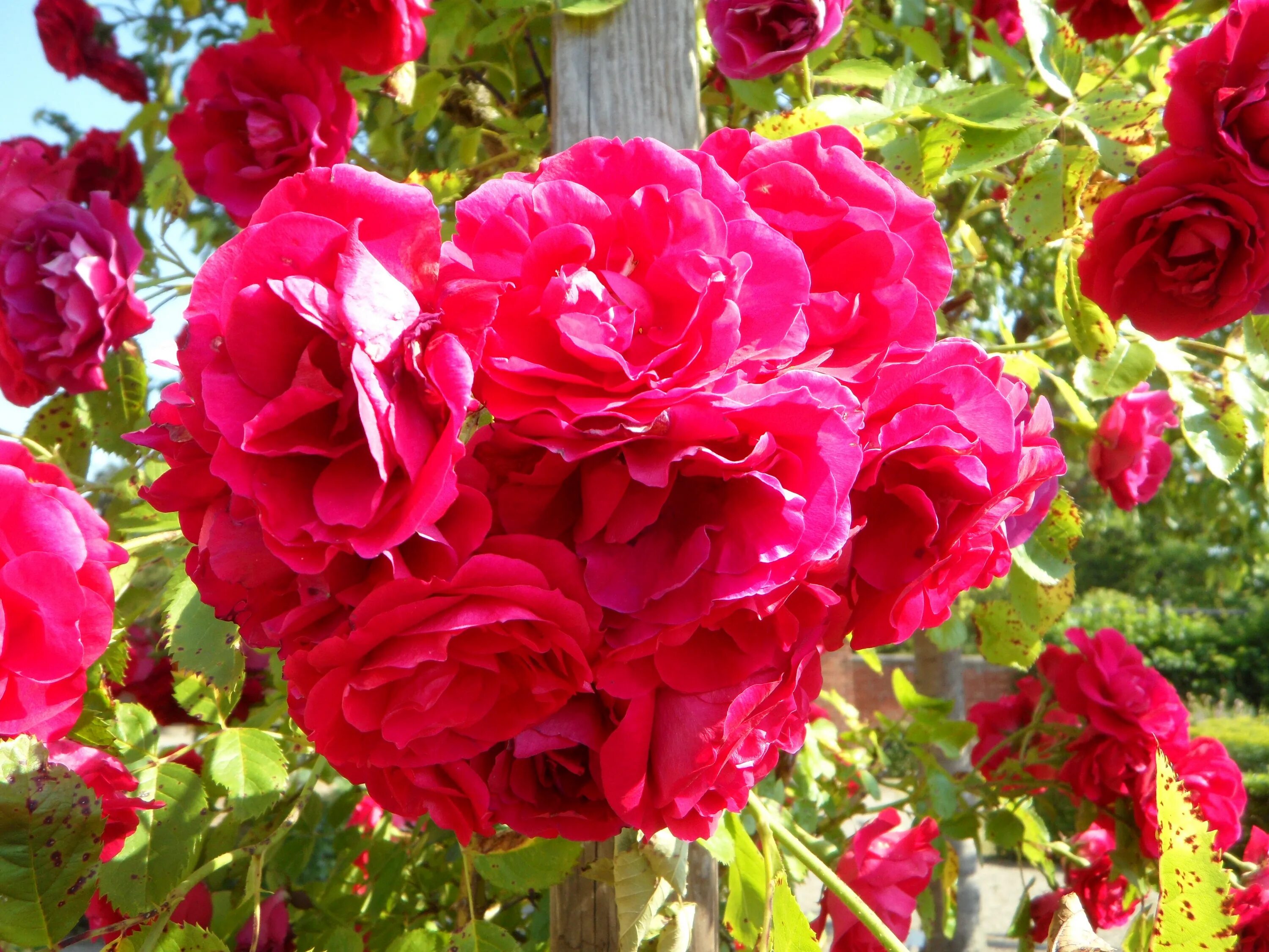 Плетистые розы сорта с фото Free Images : flower, petal, bloom, summer, pink, flowers, floribunda, fragrance