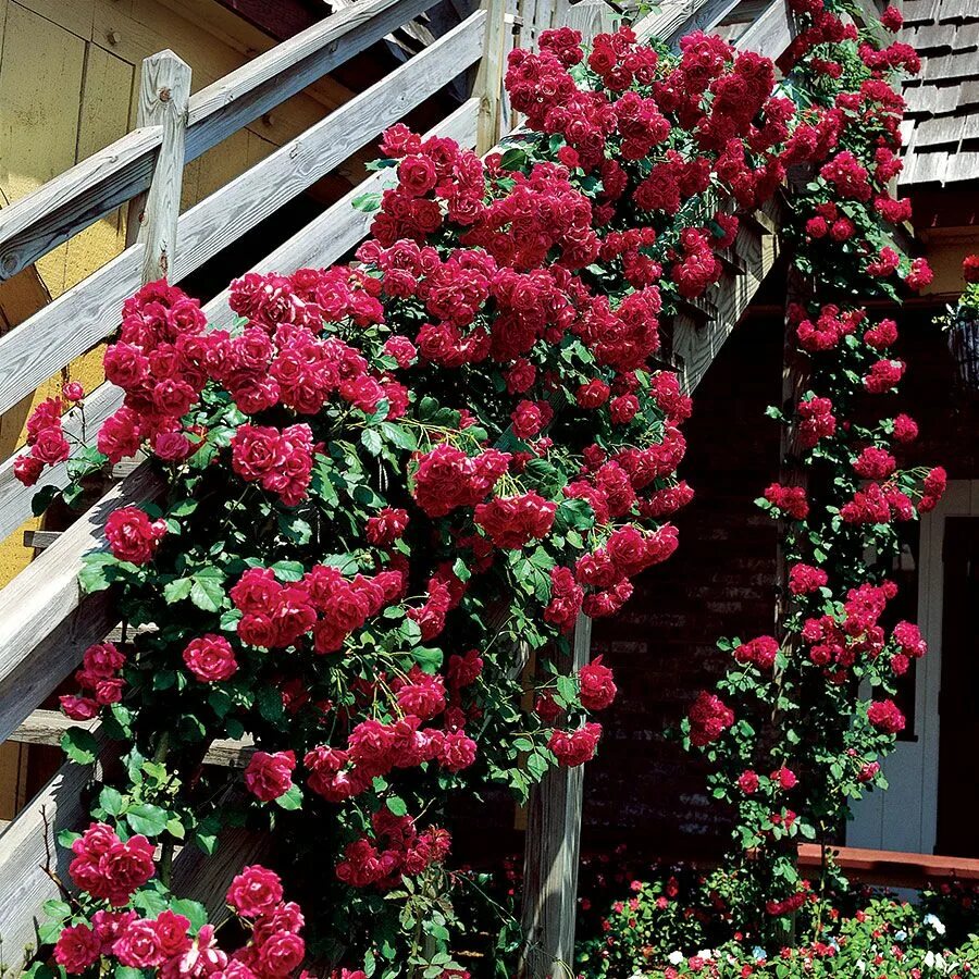 Плетистые розы сорта с фото Pin by Sandy Colangelo Foti on Roses Climbing roses, Planting roses, Flowers