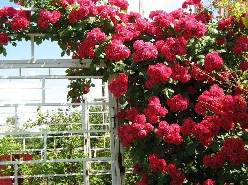 Плетистые розы сорта с фото Роза Шогун - Florasad