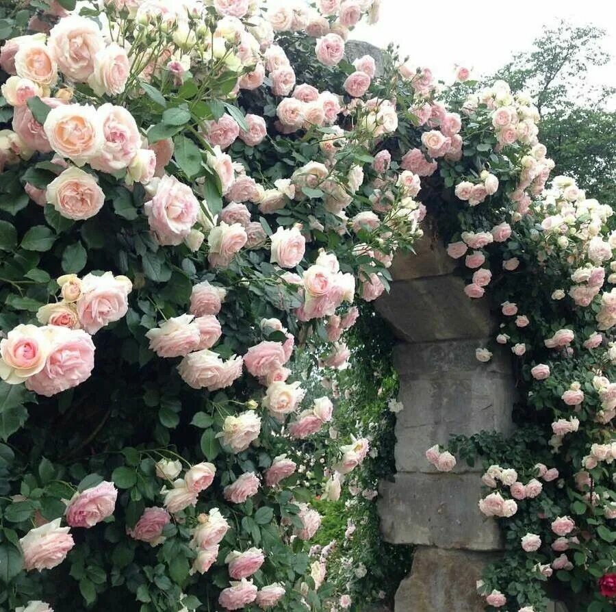 Плетистые розы цветущие фото All Things Shabby and Beautiful Flowers, Beautiful flowers, Pretty flowers