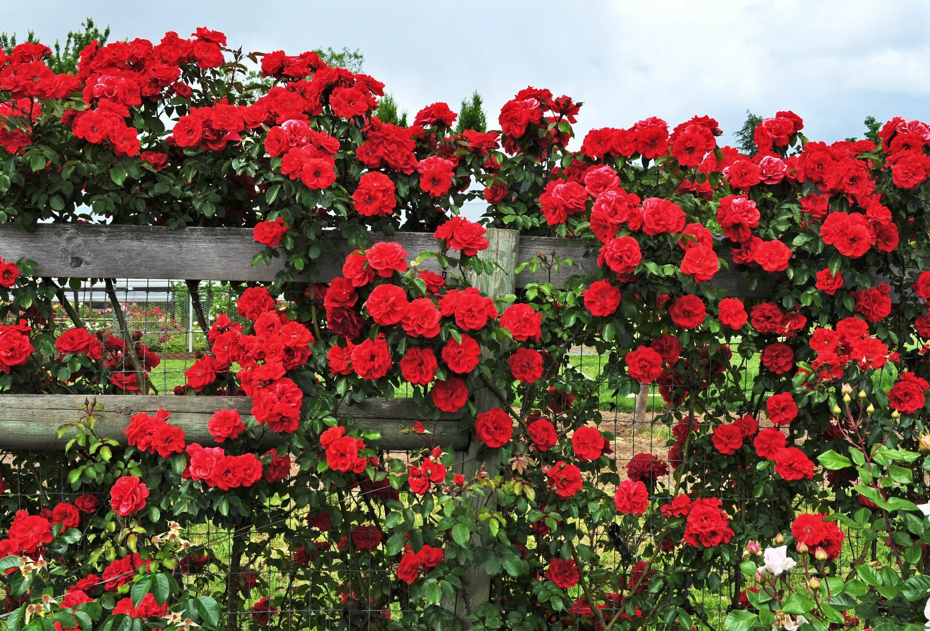 Плетистые розы цветущие фото How to Grow Climbing Roses in a Small Space Garden Climbing roses, Planting rose