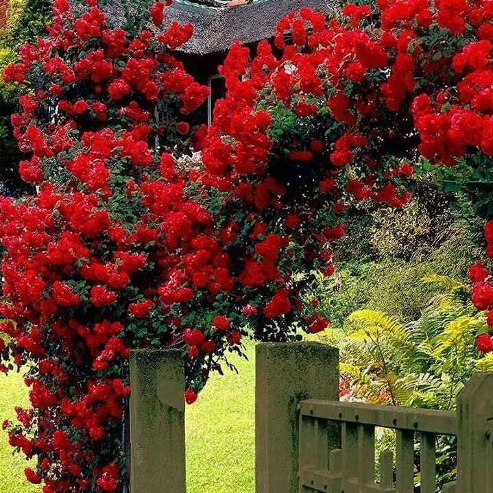 Плетистые розы цветущие фото Untitled Climbing rose plants, Red climbing roses, Climbing roses
