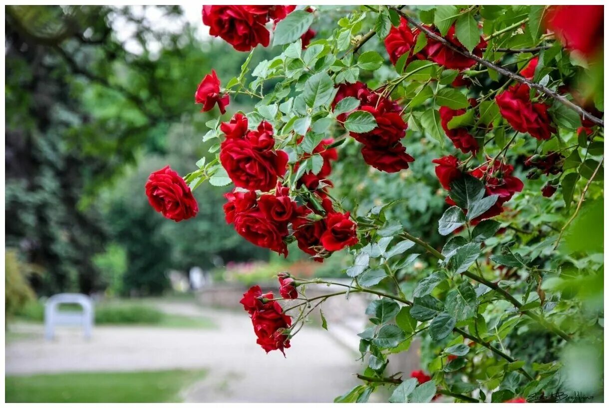 Плетистые розы цветущие фото Роза плетистая mix (лат. Rosa Setigera Michx) семена 15шт - купить по выгодной ц