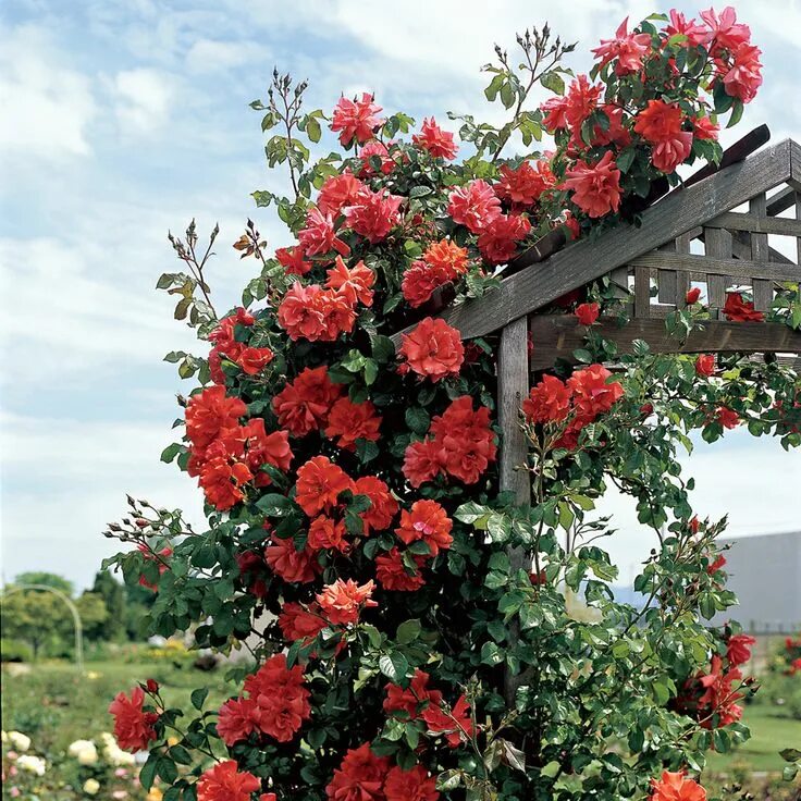 Плетистые розы цветущие фото Blaze of Glory Climbing Rose at Jackson and Perkins Climbing roses, Climbing ros