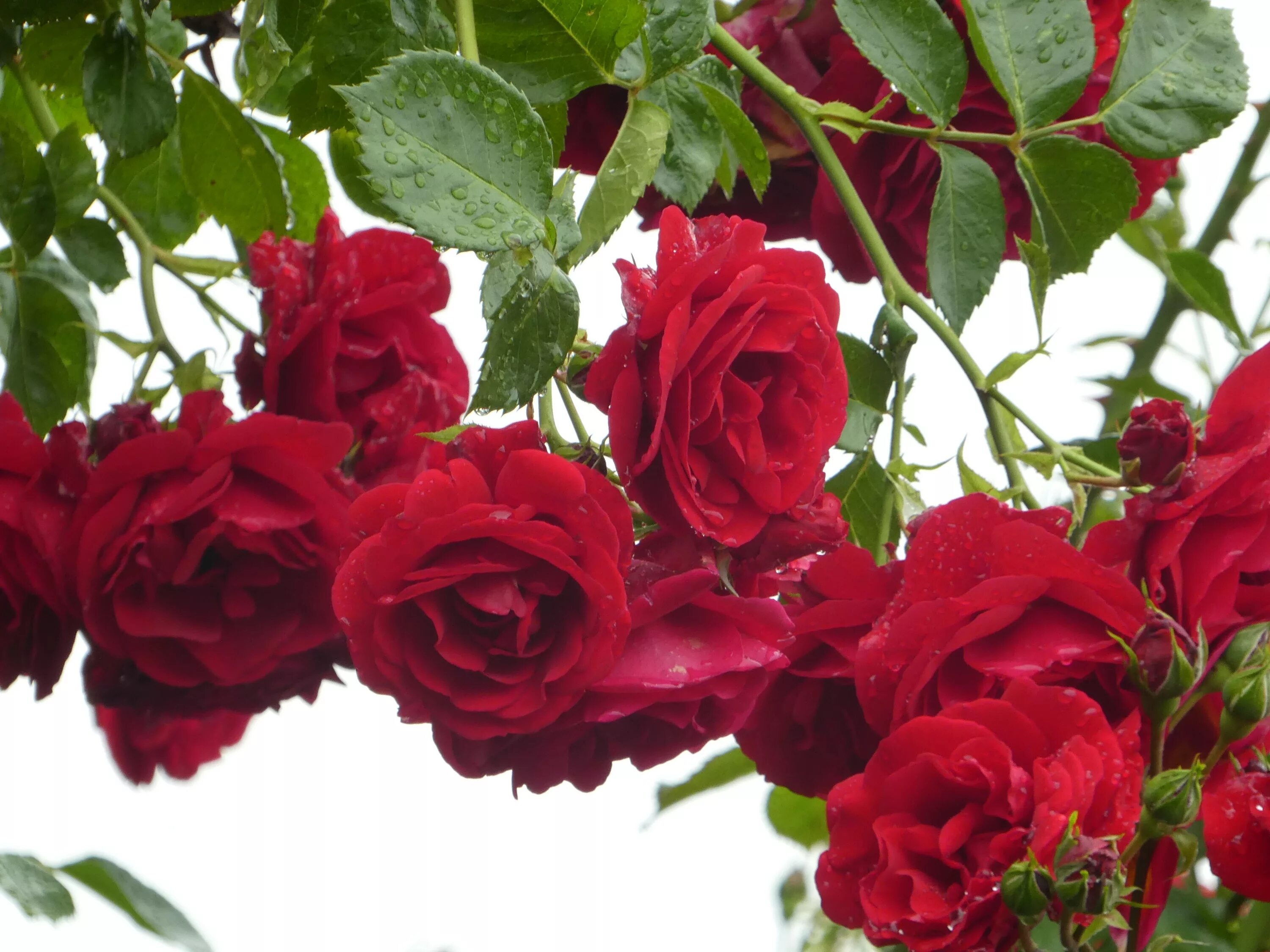 Плетистые розы цветущие фото Free Images : petal, bloom, red, shrub, floristry, floribunda, filled, rose gree