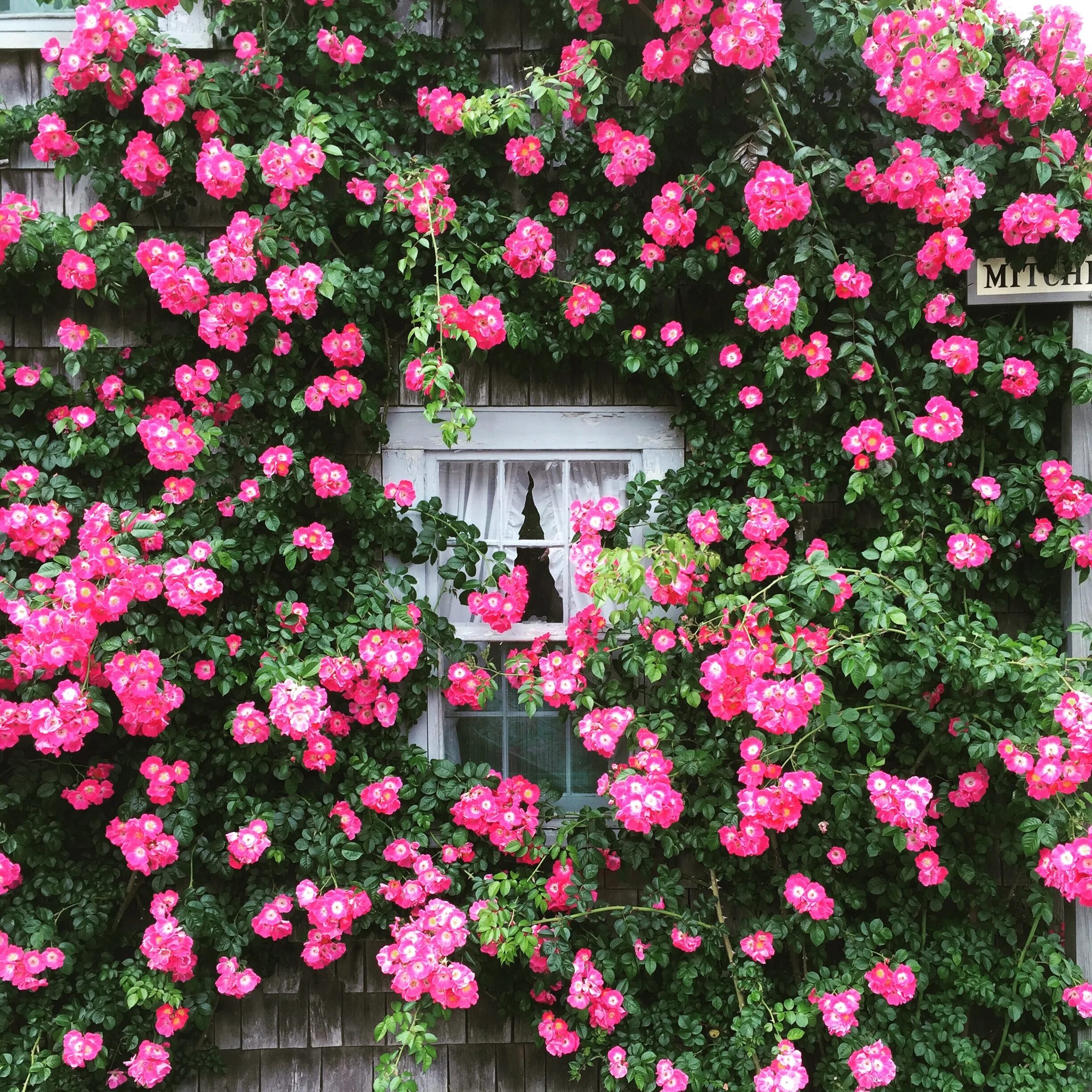 Плетистые розы цветущие фото Roses Cottage Window free image download