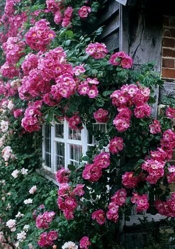 Плетистые розы цветущие все лето фото Ciao Domenica: April 2013 Blumen anbauen, Kletterrose, Rosa garten