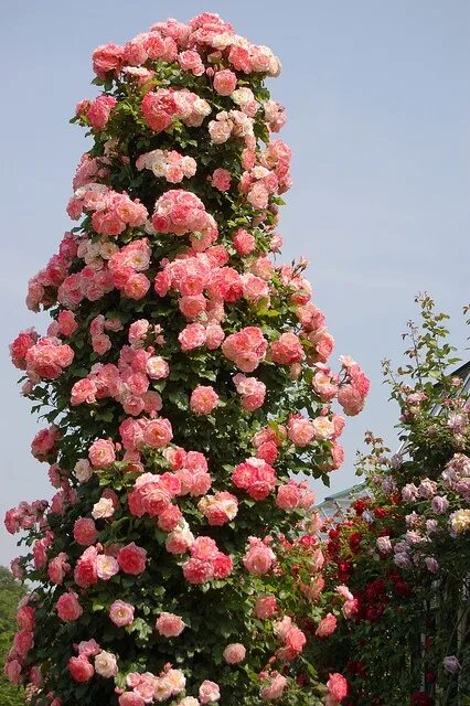 Плетистые розы цветущие все лето фото Roses Beautiful flowers, Beautiful flowers garden, Rose garden design