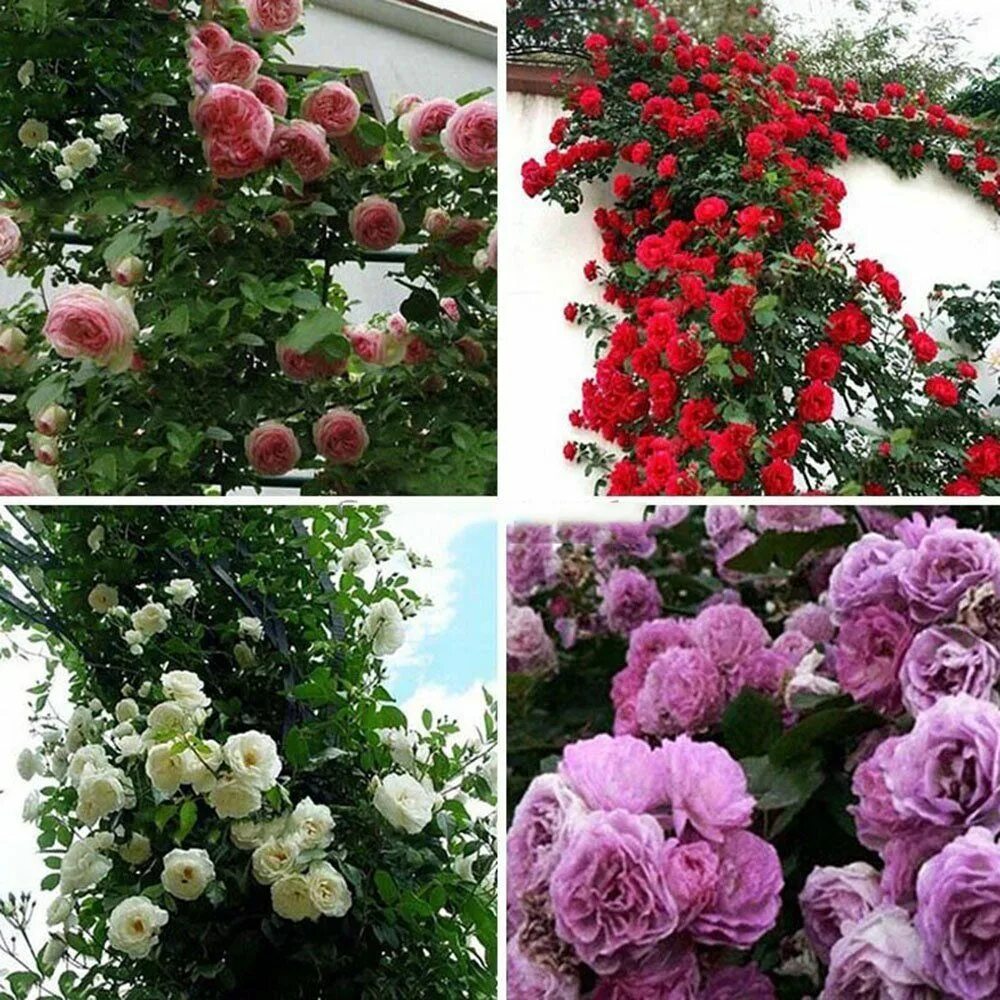 Плетистые розы цветущие все лето фото Сорта розовой плетистой розы: найдено 90 картинок