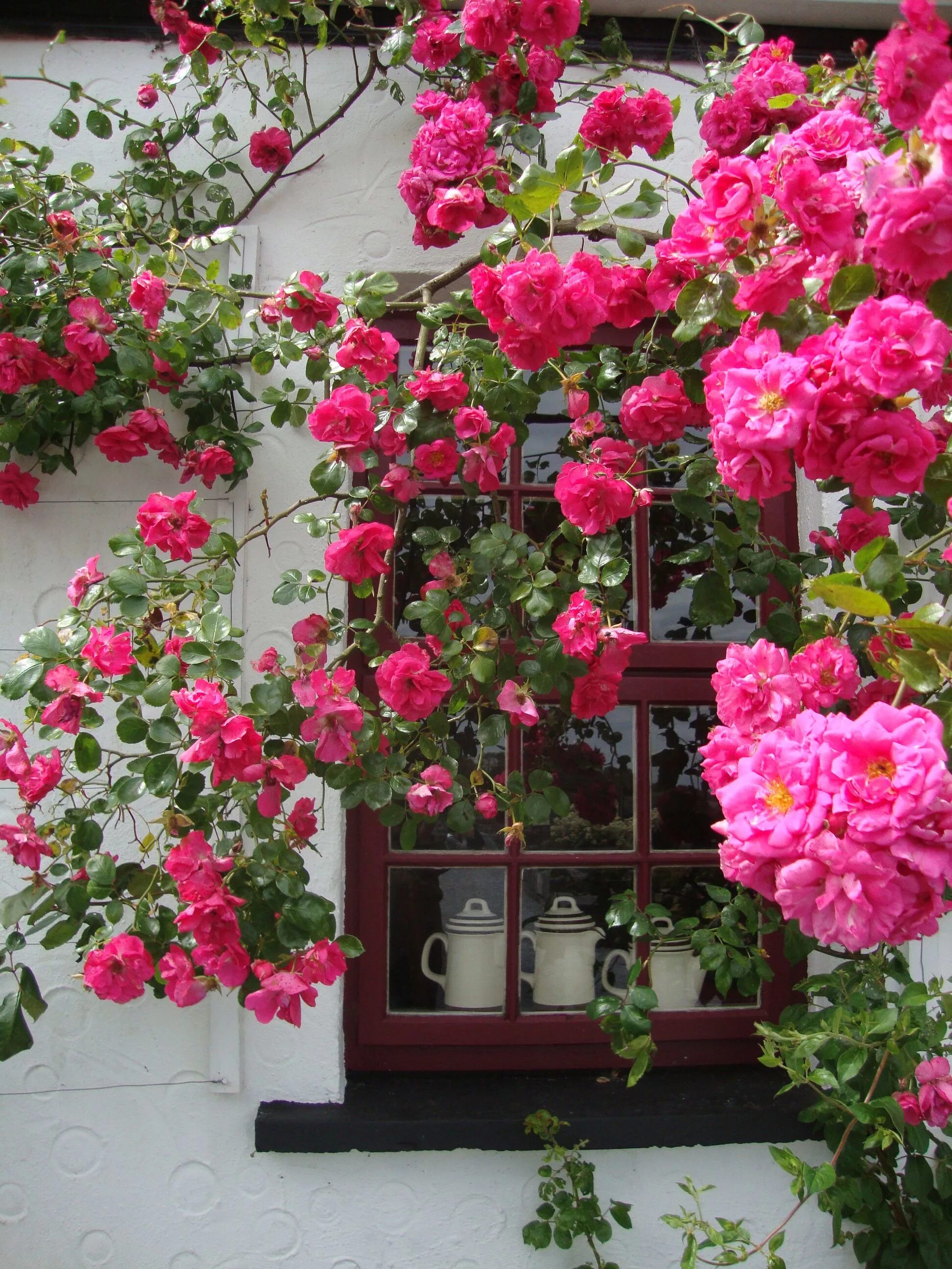 Плетистые розы цветущие все лето фото Ryleigh's Raspberry Cottage . Climbing roses, Beautiful flowers, Flower boxes