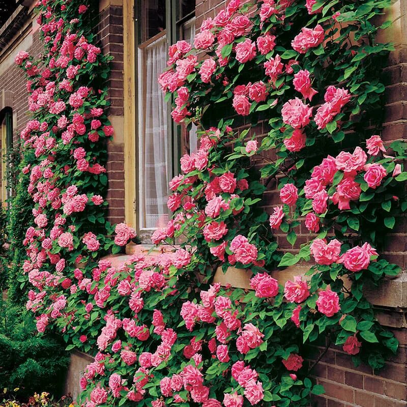 Плетистые розы цветущие все лето фото 10 PINK CLIMBING ROSE Rosa Bush Vine Climber Fragrant Butterfly Flower Seeds eBa
