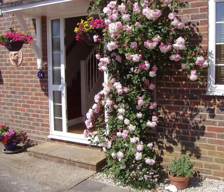 Плетистые розы в ландшафтном дизайне #Gardens# Flores# Naturaleza. Вьющиеся розы, Сад, Редкие цветы