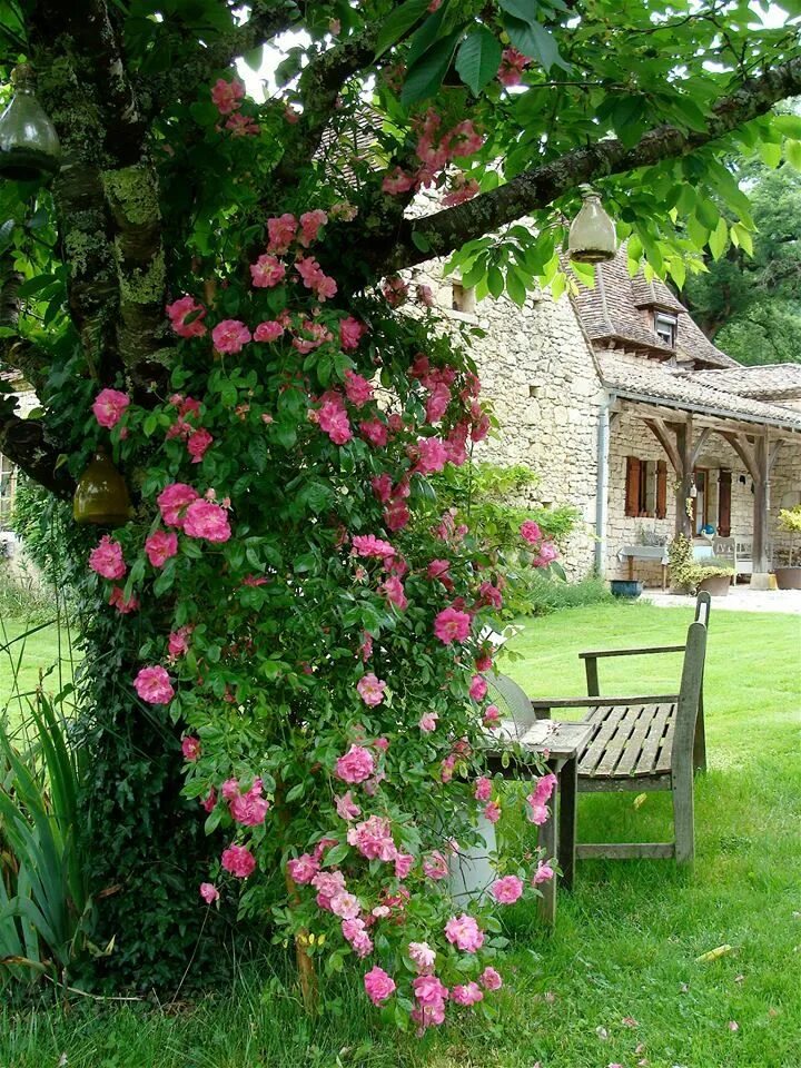 Плетистые розы в ландшафтном дизайне Climbing Roses Cottage garden design, French country garden, French cottage gard