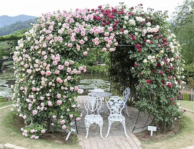 Плетистые розы в ландшафтном дизайне Rose bush arbor/Source: Designing Idea website Garden arches, Garden archway, Th