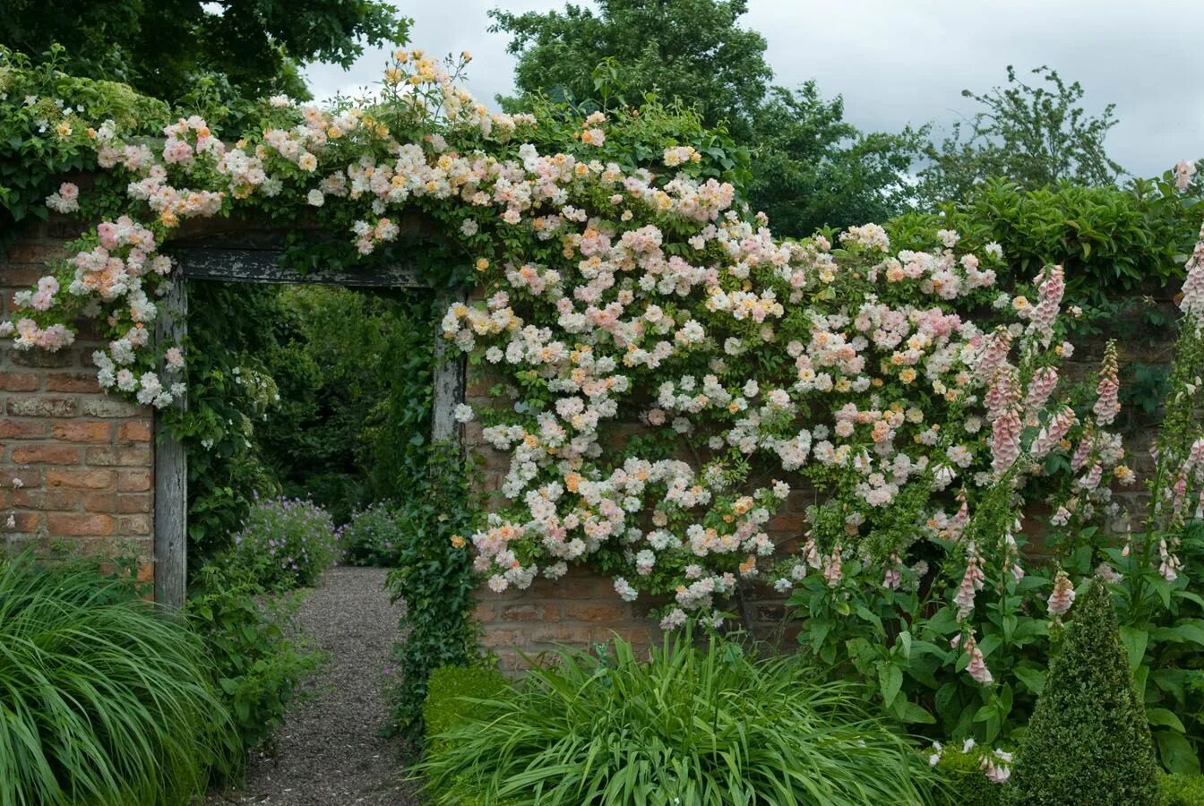 Плетистые розы в ландшафтном дизайне дачного Rose Care Advice & Inspiration Climbing roses, Cottage garden plants, When to pl
