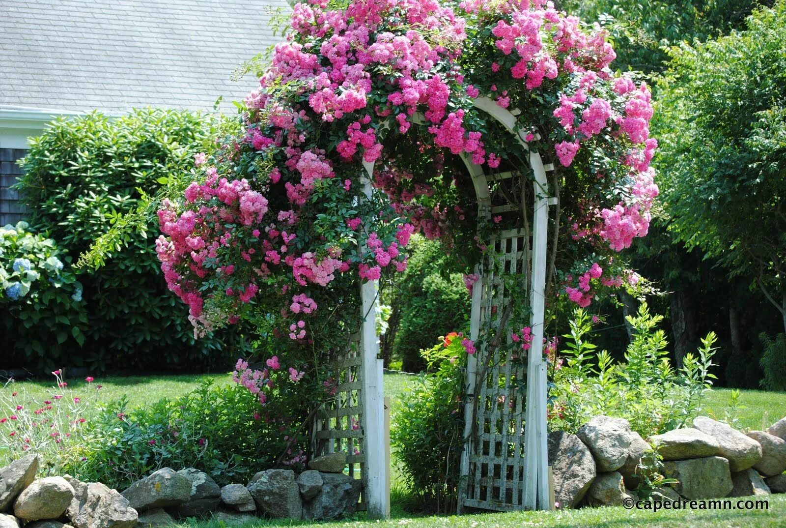 Плетистые розы в ландшафтном дизайне дачного Climbing Roses - Bing Images Climbing roses