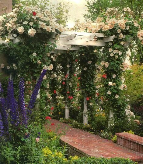 Плетистые розы в ландшафтном дизайне дачного turkey feathers Rose garden landscape, Rose garden design, Dream garden