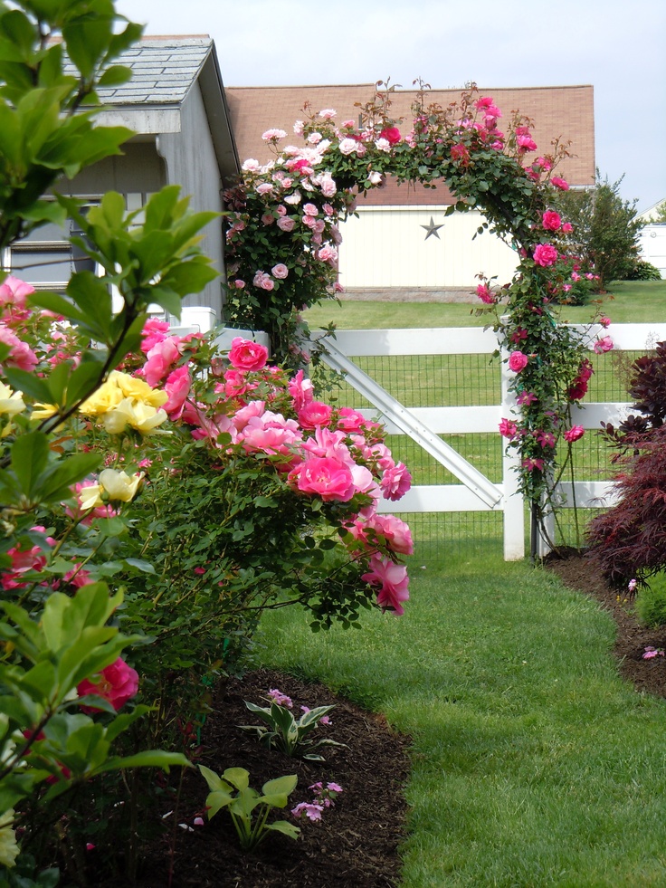 Плетистые розы в ландшафтном дизайне дачного Pink and Yellow Flowers on a White Fence