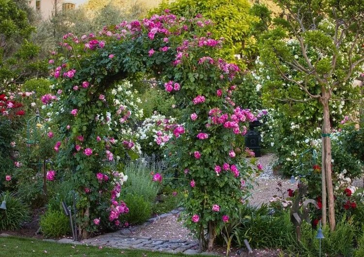 Плетистые розы в ландшафтном дизайне дачного участка Pin on Garten und Terrasse
