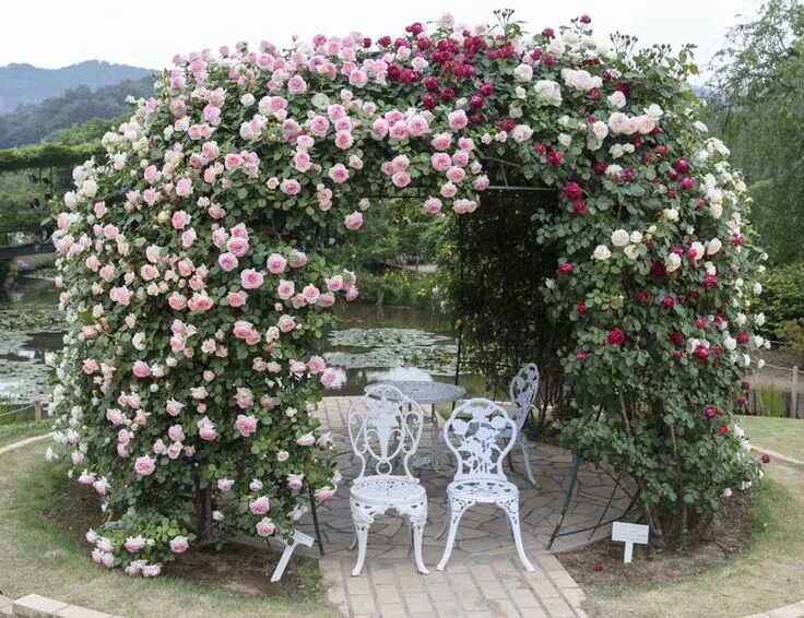 Плетистые розы в ландшафтном дизайне фото 19 Beautiful Arbor Designs (Garden Ideas) Garden arches, Garden archway, Climbin