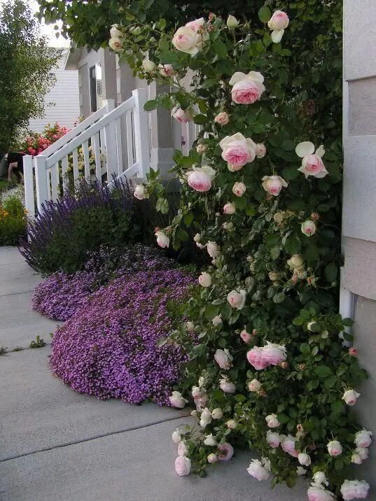 Плетистые розы в ландшафтном дизайне фото Stunning Eden rose in Utah garden of barb422 on GardenWeb forums. #LandscapeDesi