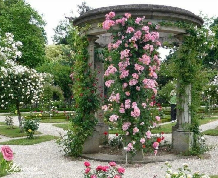 Плетистые розы в ландшафтном дизайне фото Rose Gazebos Cottage garden plan, Charming garden, Garden beds