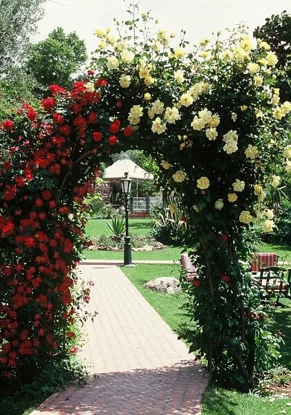Плетистые розы в ландшафтном дизайне фото оформление Розарий на садовом участке