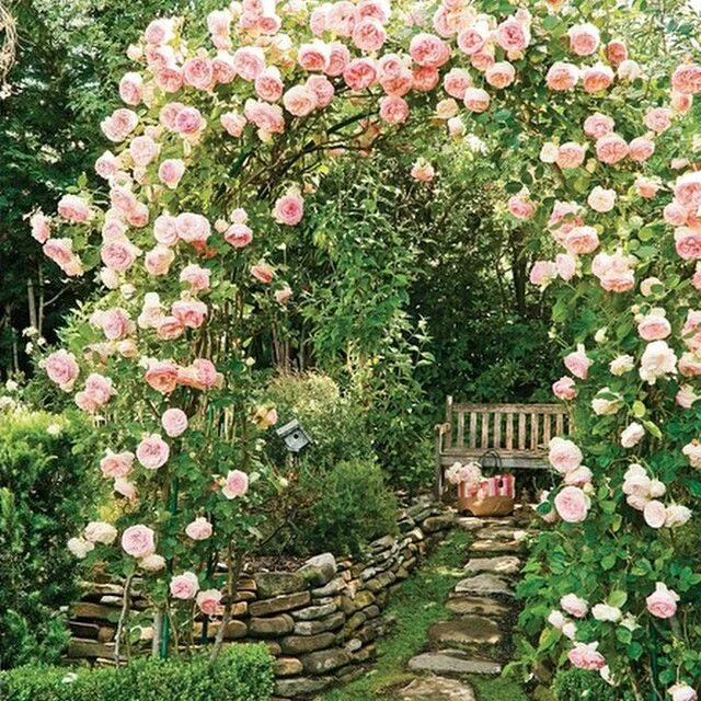 Плетистые розы в ландшафтном дизайне фото оформление Log in - Instagram Идеи для садового дизайна, Вьющиеся розы, Розы