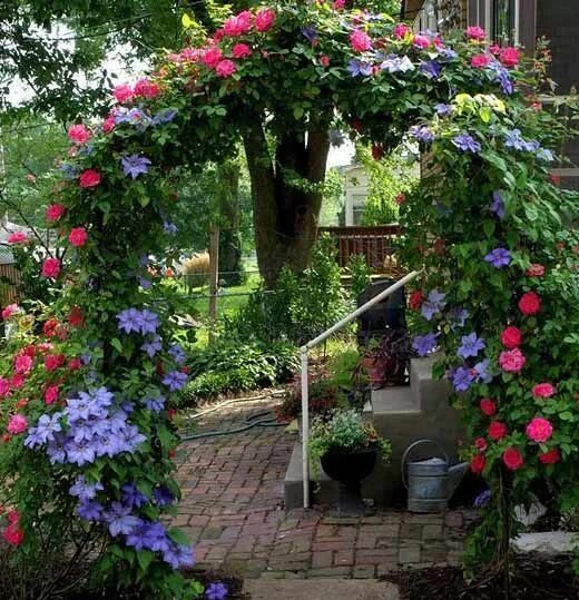 Плетистые розы в ландшафтном дизайне фото оформление Kletterrose richtige Pflege: 35 Gartenbögen aus Rosen - Ayenaz.Com Композиции цв