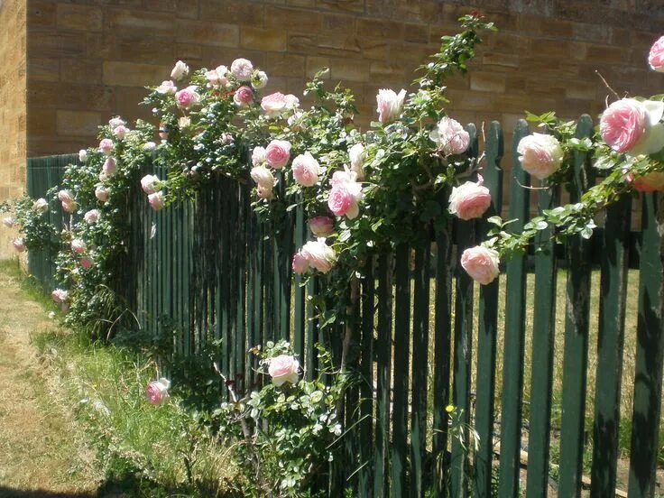 Плетистые розы вдоль забора профнастила фото Roses on a picket fence : Explored Climbing roses, Backyard fences, Climbing ros