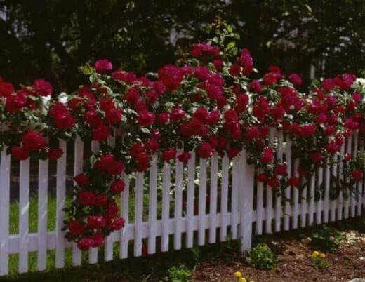Плетистые розы вдоль забора профнастила фото White picket fence with wild roses Climbing roses, Garden vines, Red climbing ro