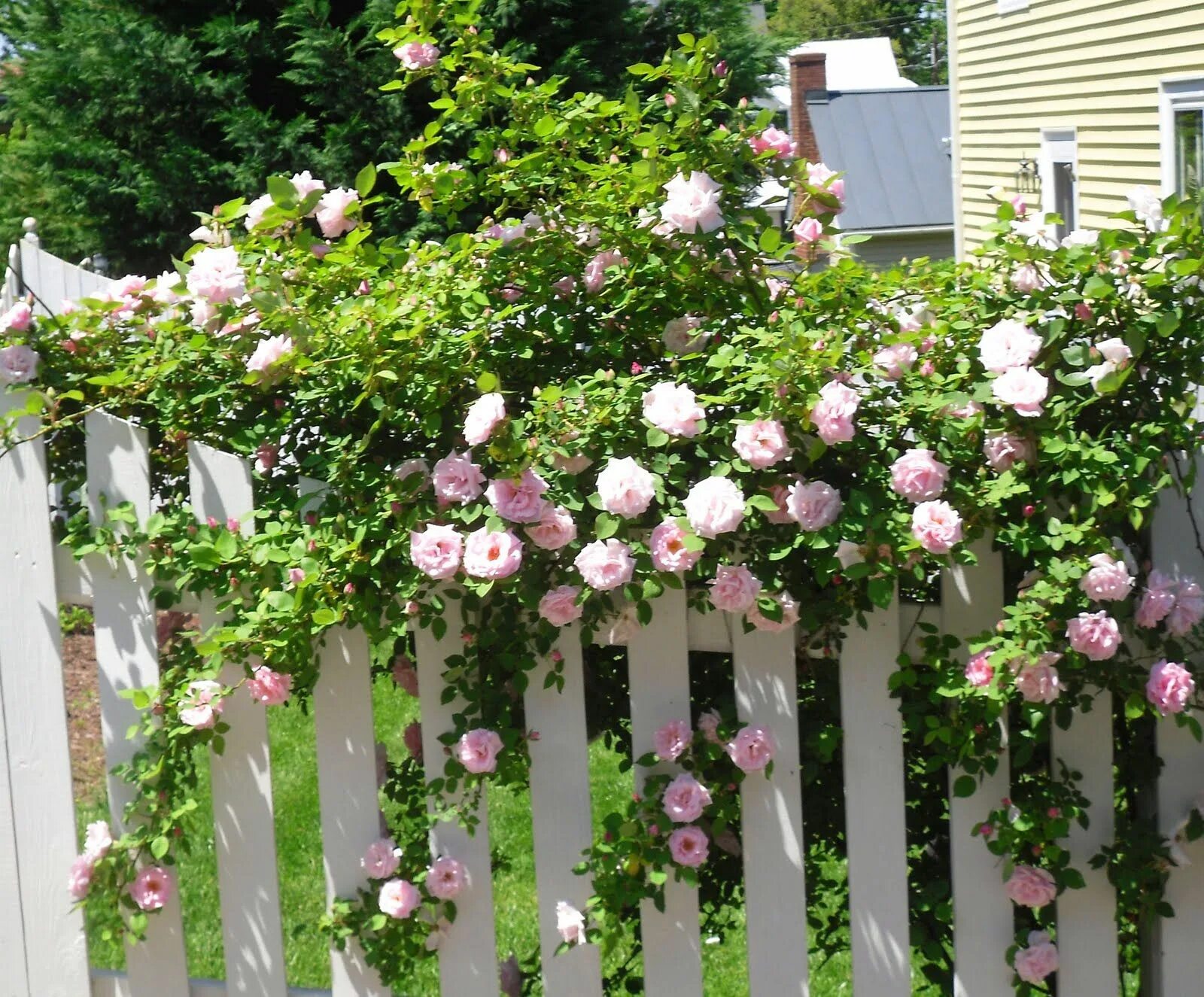 Плетистые розы вдоль забора профнастила фото Pin on ♥ ROSES ♥
