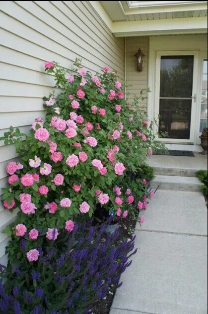 Плетистые розы вдоль забора профнастила фото Caldwell Pink rose Climbing roses, Rose plant care, Climbing roses trellis