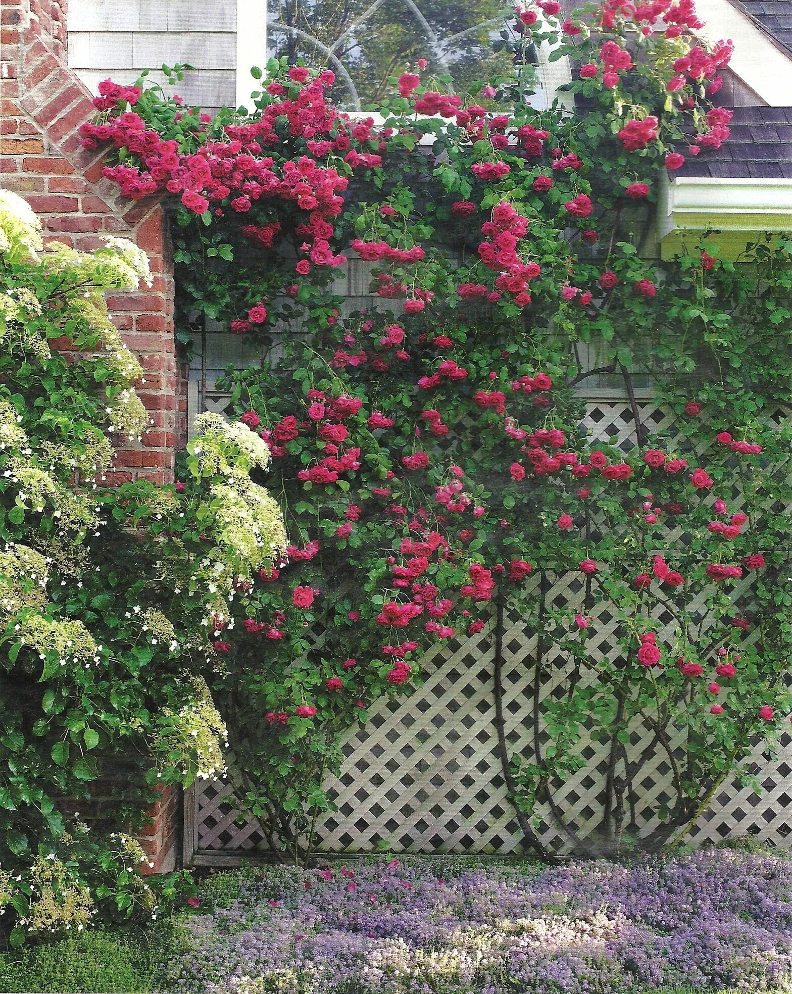 Плетистые розы вдоль забора профнастила фото Trellis. Beautiful roses. gardening Garden, Climbing roses, Amazing gardens