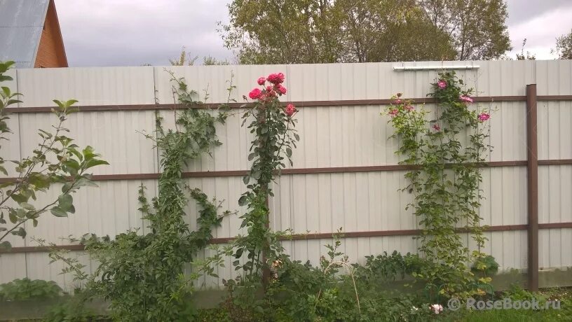 Плетистые розы вдоль забора профнастила фото Опоры для плетистых роз - Энциклопедия роз