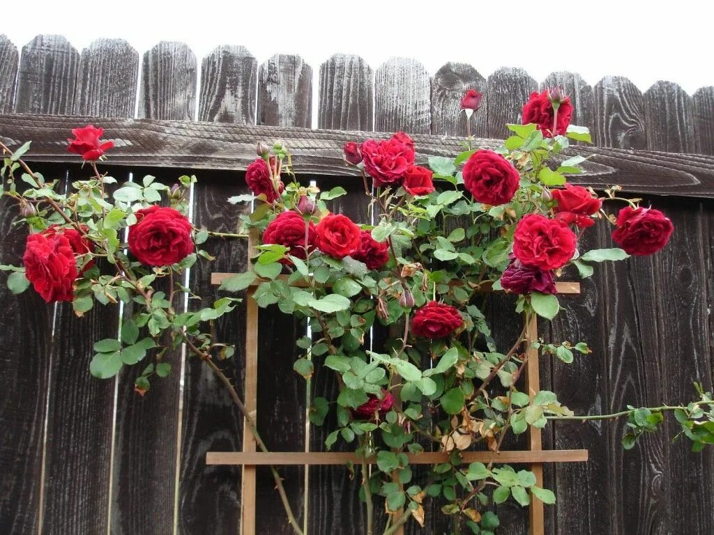 Плетистые розы вдоль забора профнастила фото How to Grow Roses From Cuttings Wachsende rosen, Kletterrose, Rosen beschneiden
