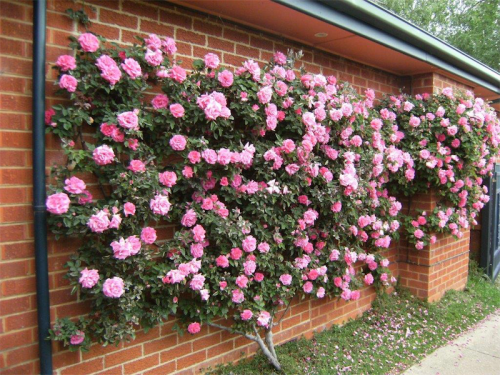 Плетистые розы вдоль забора профнастила фото The climbing rose "Zephirine Drouhin". Climbing roses, Backyard flowers beds, Pl
