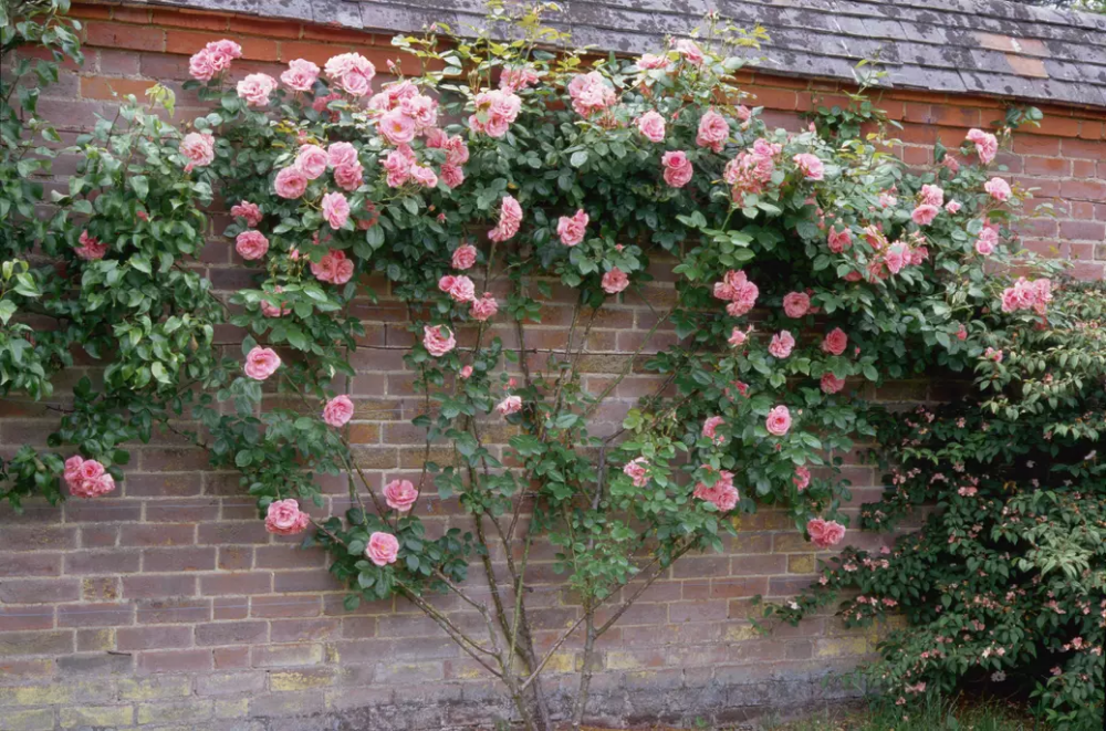 Плетистые розы забор фото 35 Garden Trellis Ideas to Keep Your Plants Happy and Supported Climbing roses t