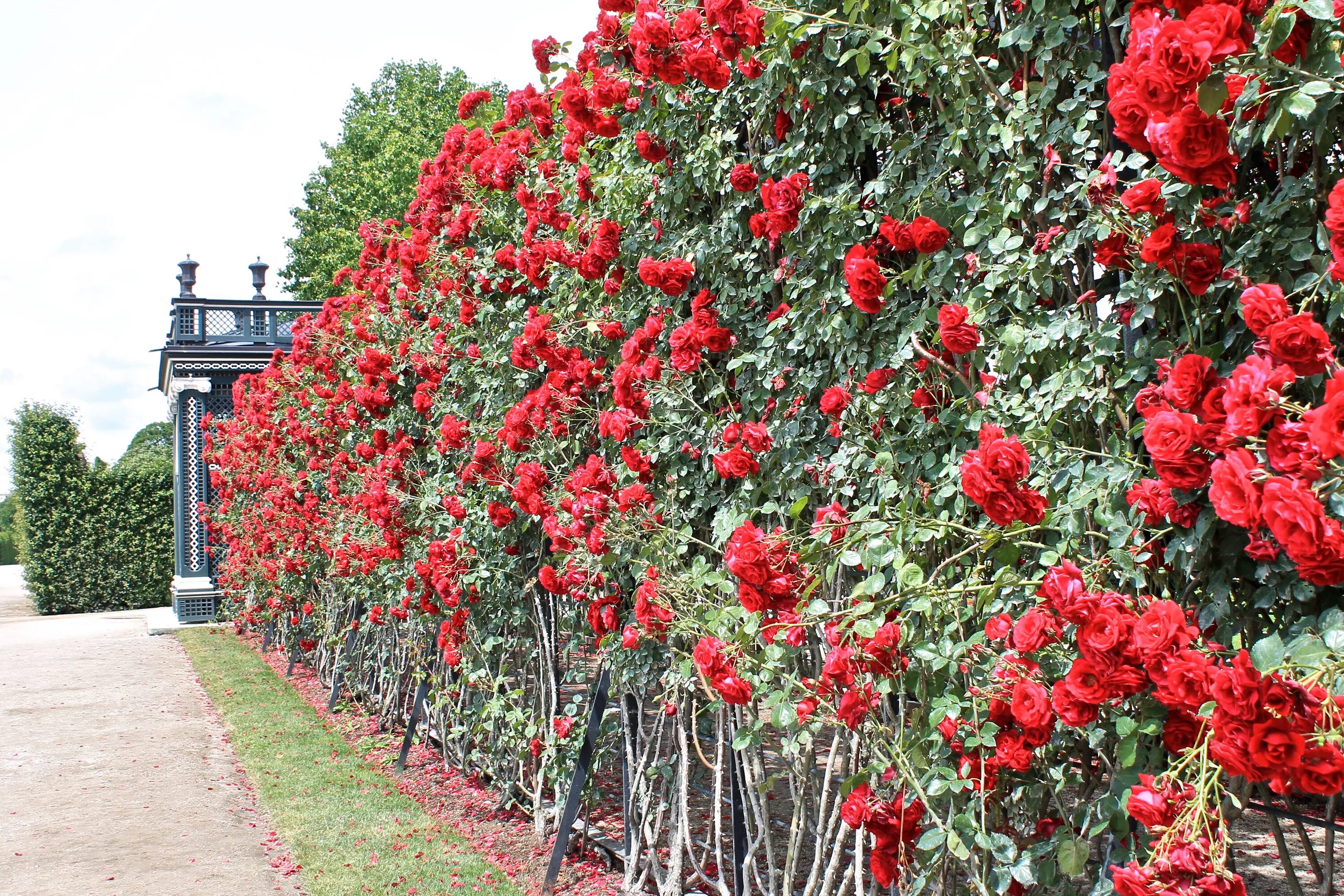 Плетистые розы забор фото Immagini Belle : fiore, arbusto, pianta fiorita, rose da giardino, pianta annual