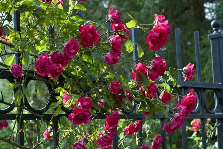 Плетистые розы забор фото 30 Clever Garden Trellis Ideas for Your Outdoor Space Climbing roses, Garden tre
