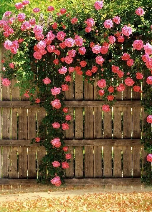 Плетистые розы забор фото Roses On Fences Rose fence, Garden inspiration, Climbing roses