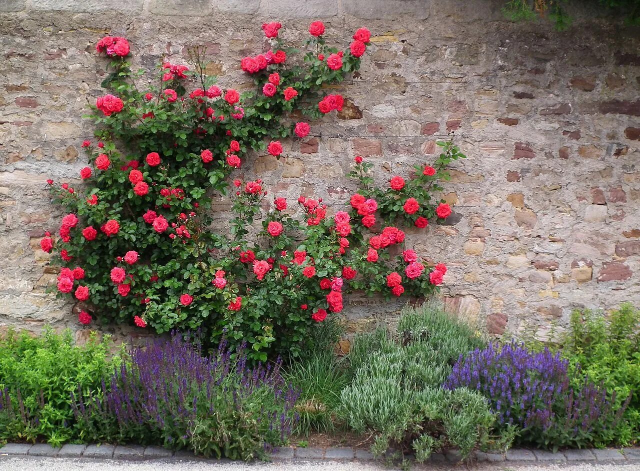 Плетистые розы забор фото Cómo plantar una enredadera? Backyard garden, New england garden, European garde