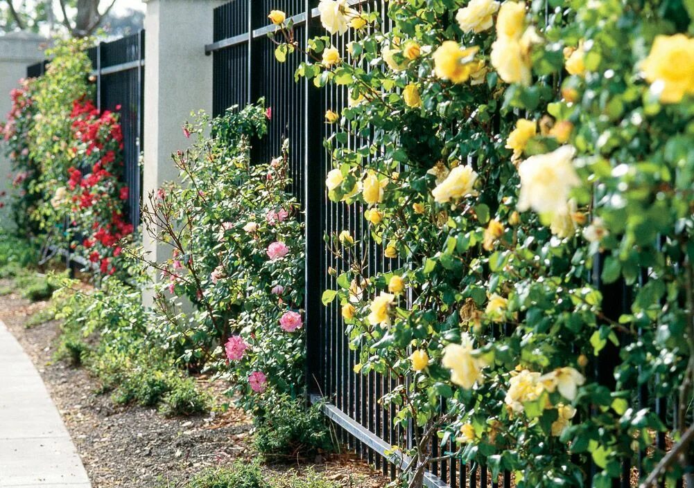 Плетистые розы забор фото Image result for climbing garden roses Climbing roses, Rose fence, Garden inspir